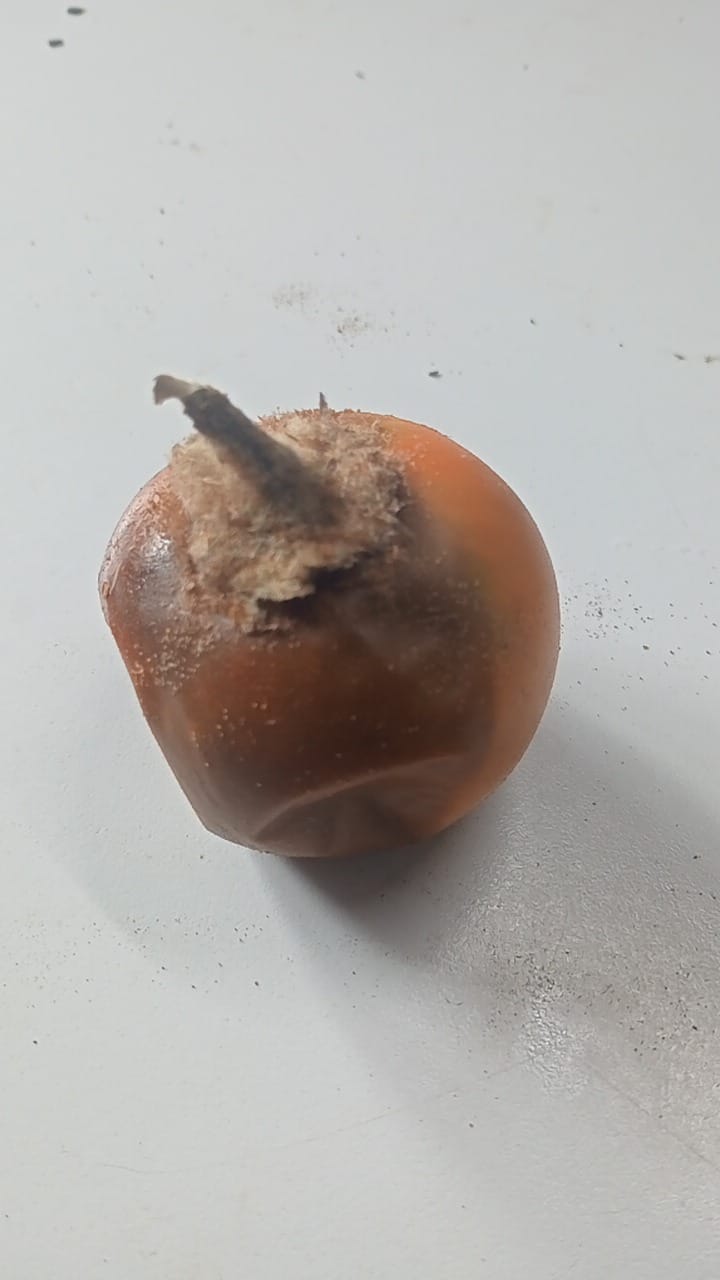 Merma Fruver